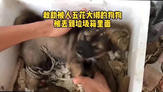 被人五花大绑的狗狗，被丢到垃圾箱里面