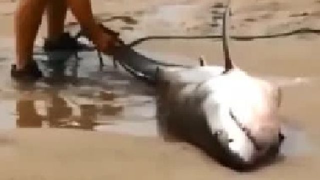 小鲨鱼贪吃被搁浅到沙滩，为救援队阿虎阿彪的尽职尽责感动