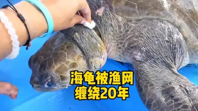 渔网缠绕海龟20年，被救下的那一刻，留下了感激的泪水