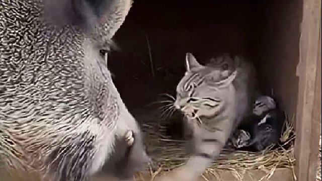 猫咪的战斗力简直太强悍了