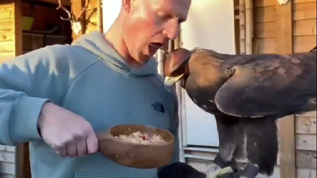 吃饱牛肉的金雕狩猎简直豪横至极