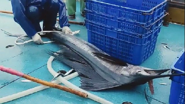 渔民海里打捞鱼儿的精彩一幕