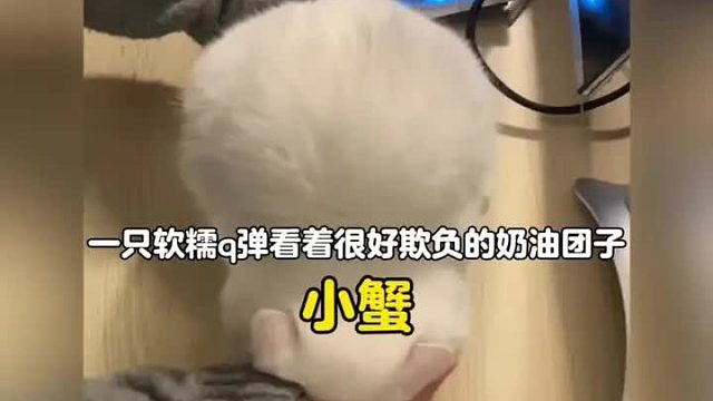 一只软糯q弹看着很好欺负的奶油团子