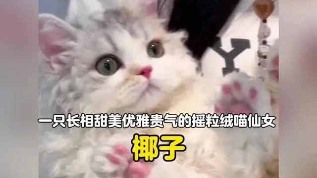 一只长相甜美优雅且贵气的摇粒绒喵仙女