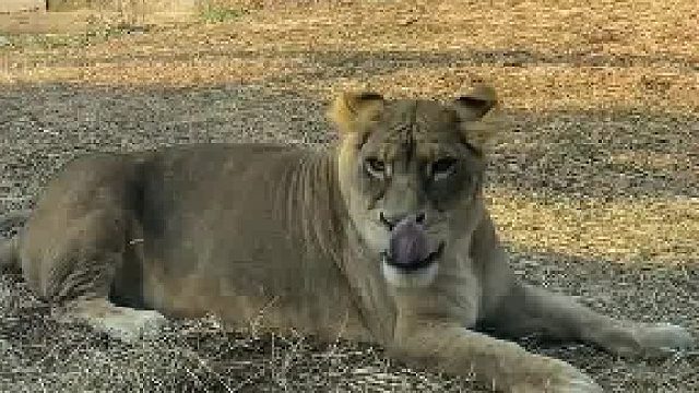 坏了，本来腿就短，结果还蹲麻了柯基狮 柯基是只狮