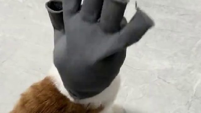 猫咪听着Dj摇起来