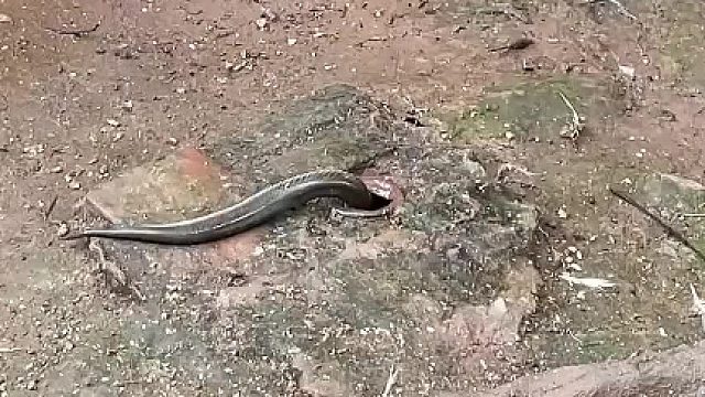 蛇：钻洞保命！鸟：送上门的餐！这抓拍的“一物降一物”太刺激 ​​​