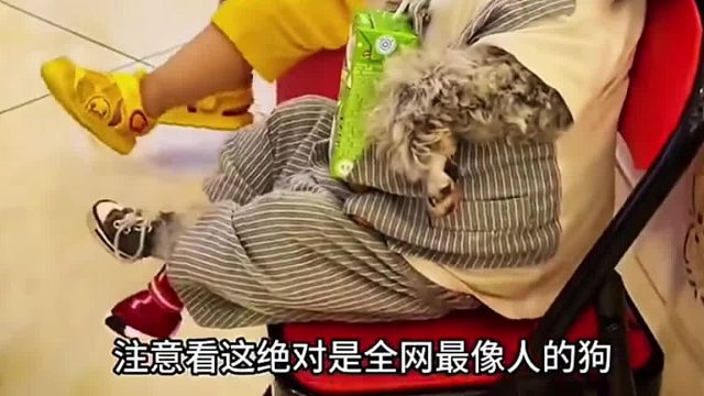 全网最像人的狗