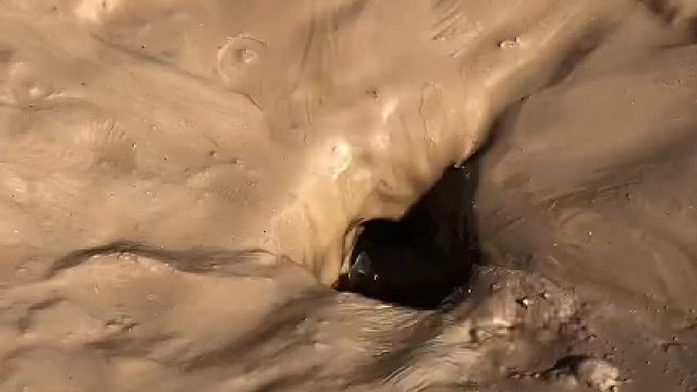 章鱼的智商很高，连打洞都没有一步多余的