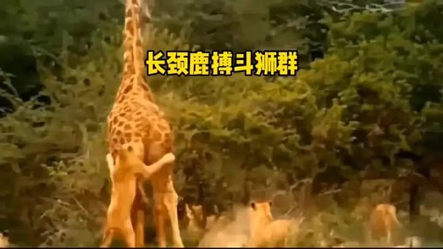 刚出生的小长颈鹿遭遇狮群，鹿爸妈拼死保护小鹿，最终命运会如何呢