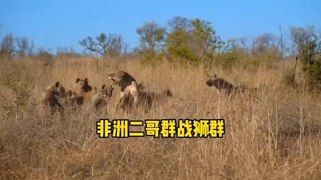 非洲二哥群战狮王群，只因看上了母狮子