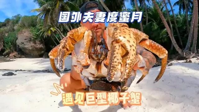 夫妻度蜜月时意外遇见巨型椰子蟹，体型巨大还居然一直往鞋子里面钻
