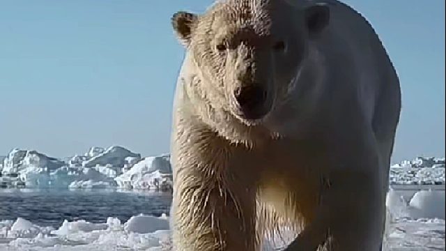 天寒地冻没有找到食物的北极熊竟然半夜溜进村庄