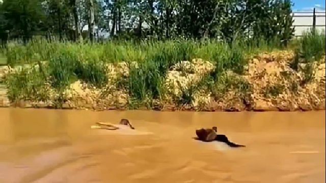 棕熊下河袭击男子