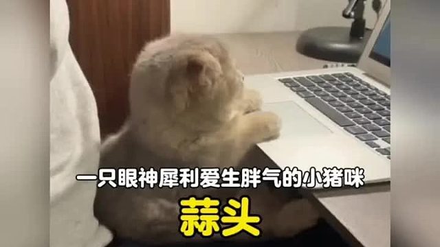 一只眼神犀利从动画片里走出来的是心猪咪