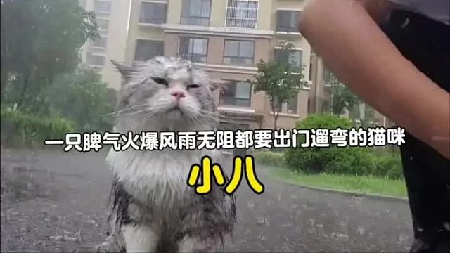 一只脾气火爆，无论刮风下雨都要出门遛弯的猫咪