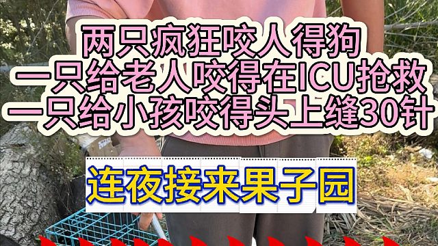 在家疯狂咬人的狗，把老人咬进ICU抢救，把小孩咬的头部缝了30针，