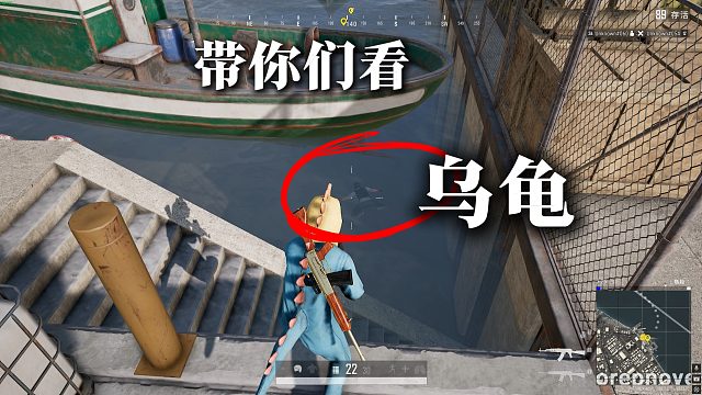 带你们去看乌龟