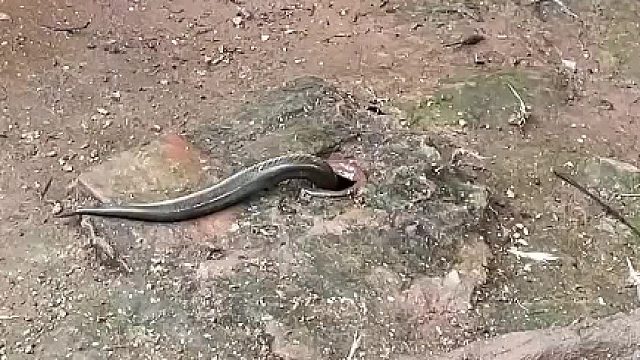 蛇：钻洞保命！鸟：送上门的餐！这抓拍的“一物降一物”太刺激  ​​​