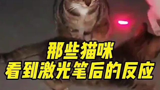 那些猫咪看到激光笔后的反应