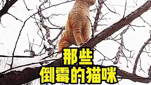 来看看哪只最搞笑