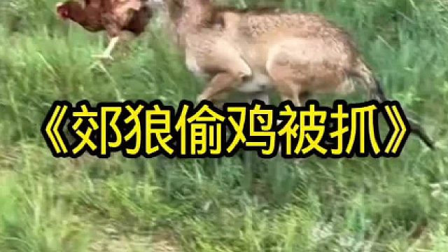 郊狼进村偷鸡被当场斩获