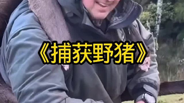 抓捕闯入牧场袭击牧羊犬的野猪