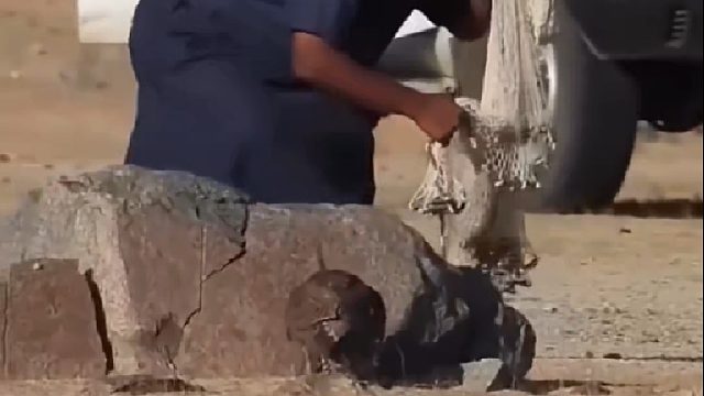 国外小哥利用渔网抓捕驱赶泛滥成灾的野鸟