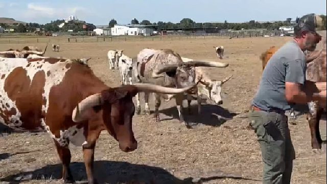 大爷给带有圆月弯刀的牛儿喂草