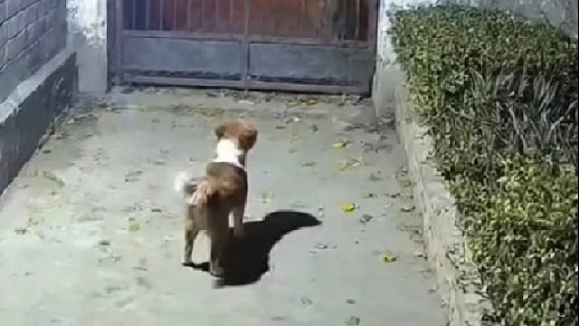 猫咪的战斗力究竟有多么勇猛