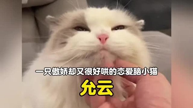一只傲娇却又很好哄的恋爱脑小猫