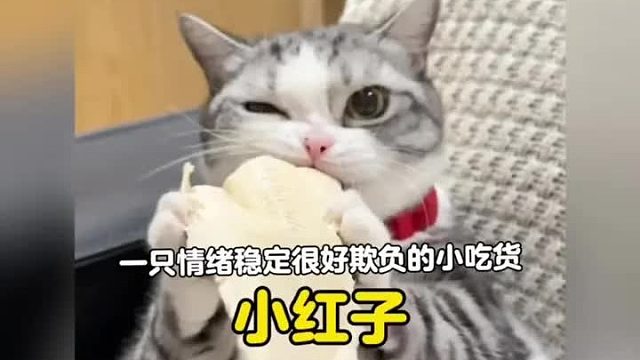 一只从动画里走出来的喵妲己，情绪稳定干饭超卖力