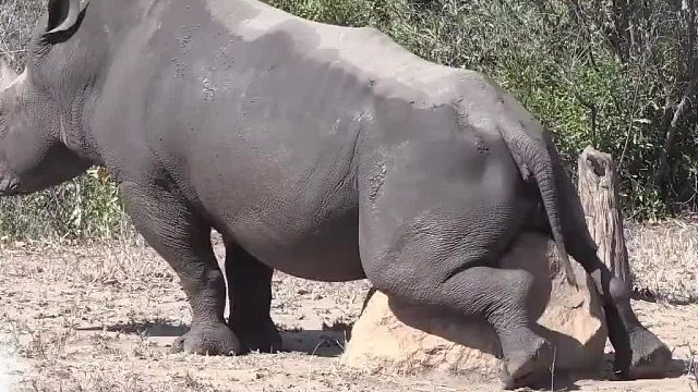 为什么说犀牛是渣男