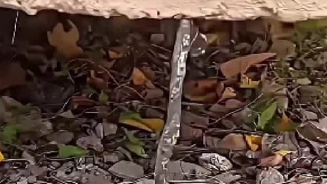 树技：我__楼层：老师布置的作业