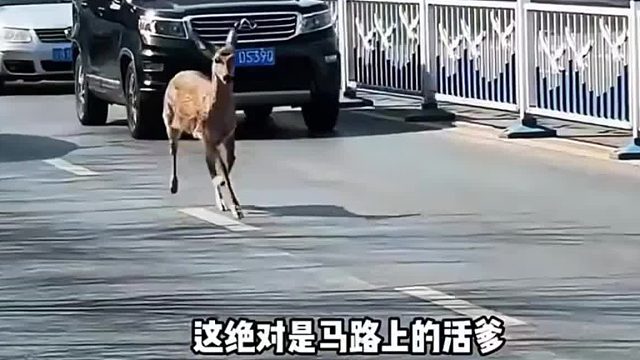 这绝对是马路上的活爹