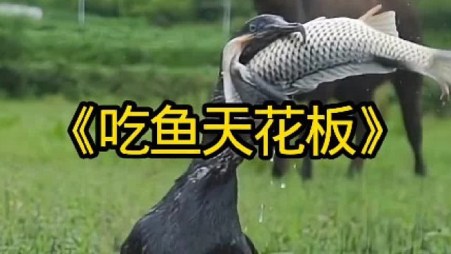 鸬鹚吃鱼绝对是天花板一样的存在
