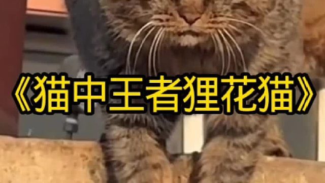 狸花猫绝对是猫中的王者