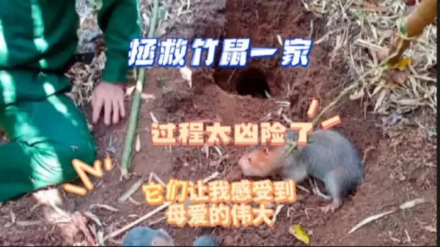 在拯救竹鼠一家的时候真真切切让我感受到竹鼠妈妈对孩子的爱，母爱的伟大。从开始到结束，一直保护者孩子