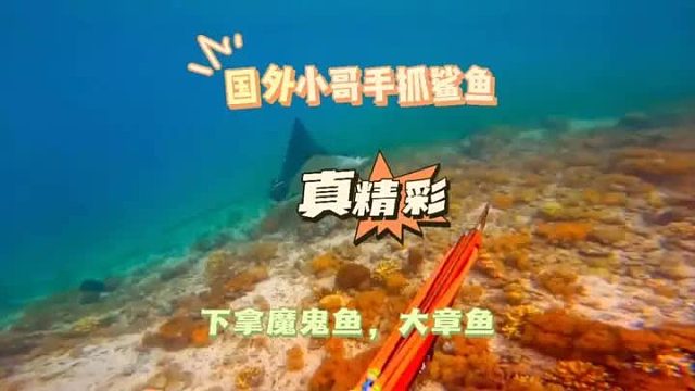 这样的荒岛求生太舒服，上摸了鲨鱼，下看魔鬼鱼，手抓大章鱼