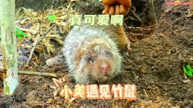 小美上山给老公采竹笋，发现一个竹鼠洞，于是运用十万个为什么给挖出来了。