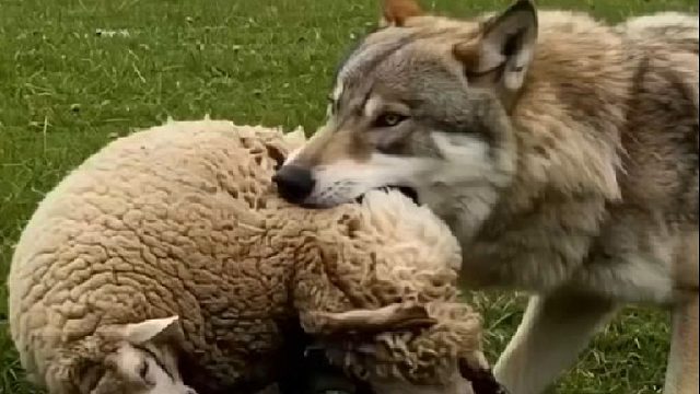 牧民花重金请来金雕猎户消灭野狼