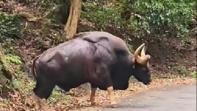 牛界中的顶级扛把子白肢野牛