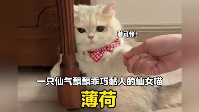 一只仙气飘飘乖巧黏人的喵仙女