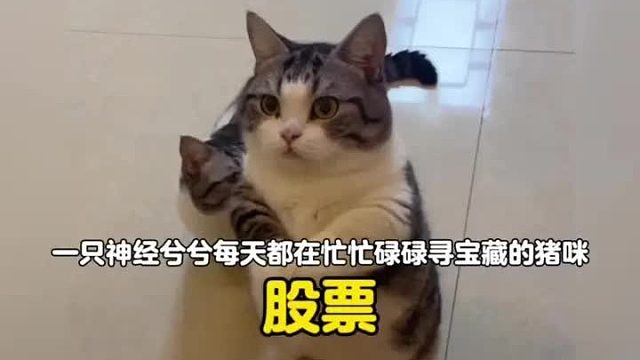 一只神经兮兮，每天都有忙忙碌碌寻宝藏的小猪咪