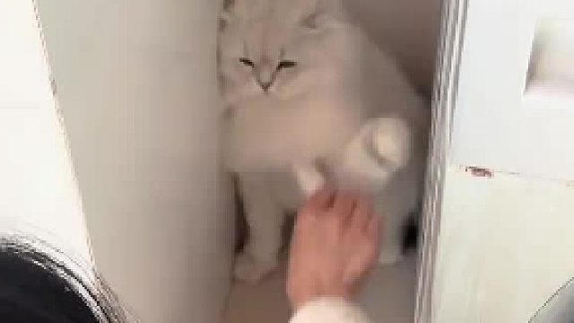 养了个逆子，身上毛打结不给梳理，梳理就跟我打架