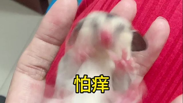 哈哈哈哈哈哈，它怕痒。