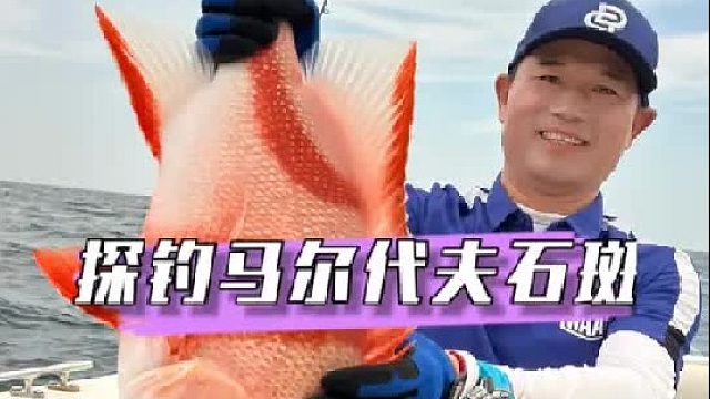 马尔代夫钓石斑鱼。