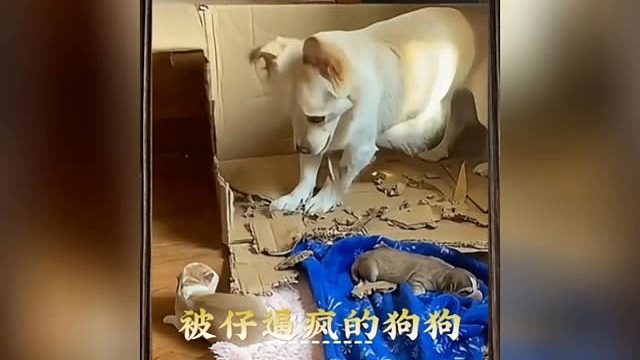 狗狗带娃也会崩溃啊。