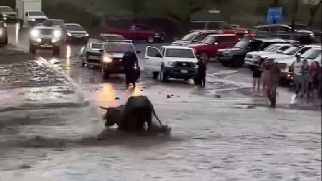 怀孕的牛妈妈被洪水冲入下游命悬一线