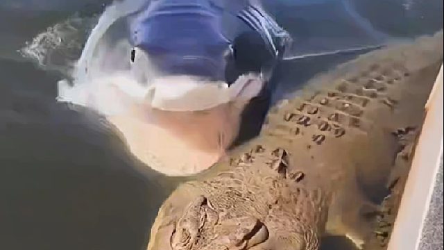 鲨鱼追击鳄鱼